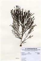 藏品(叉開網翼藻)的圖片